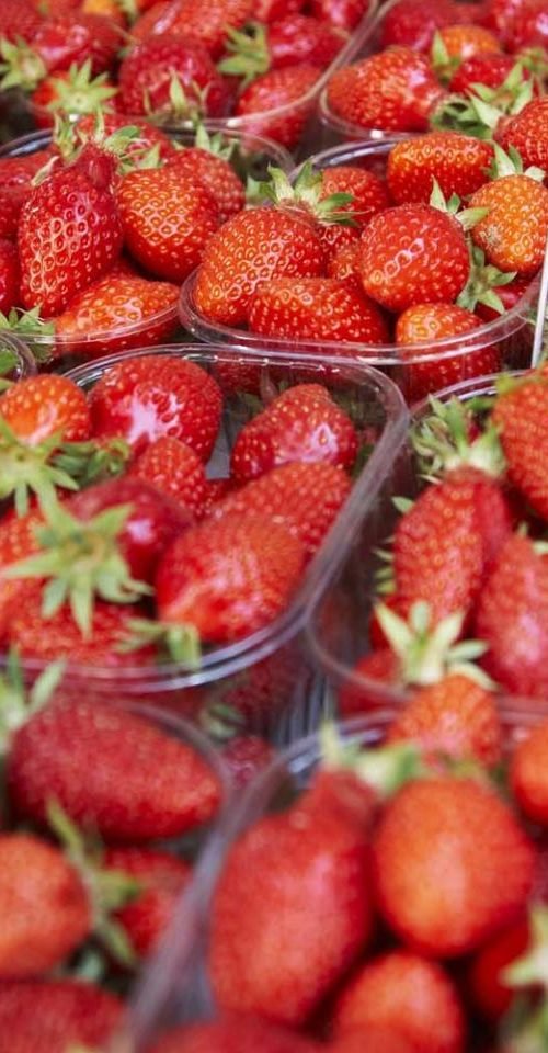 fraises-perigord-dordogne