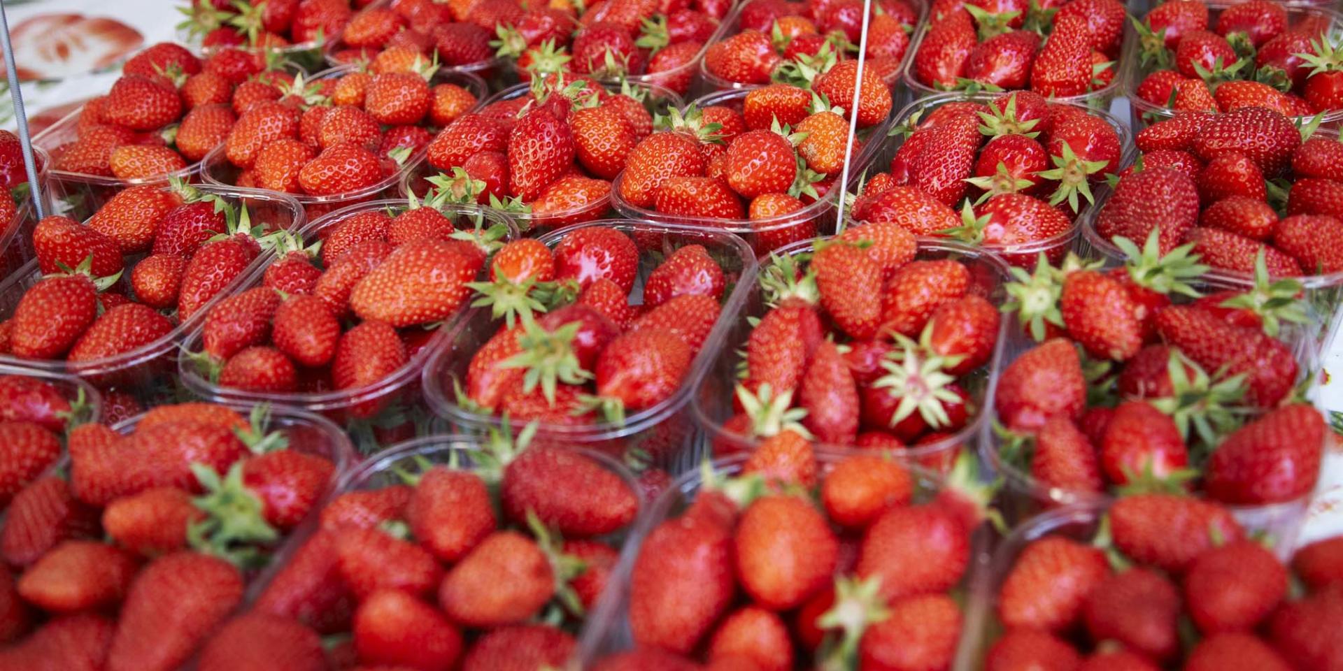 fraises-perigord-dordogne